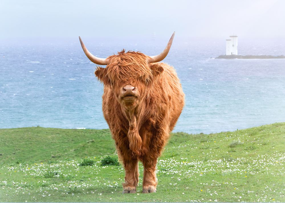A Highland On An Island