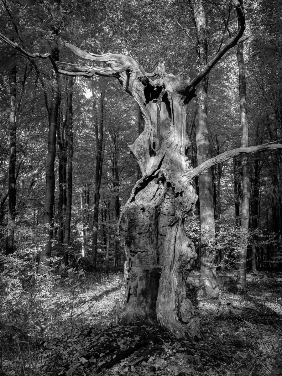 3. Taurus A Vintage Oak