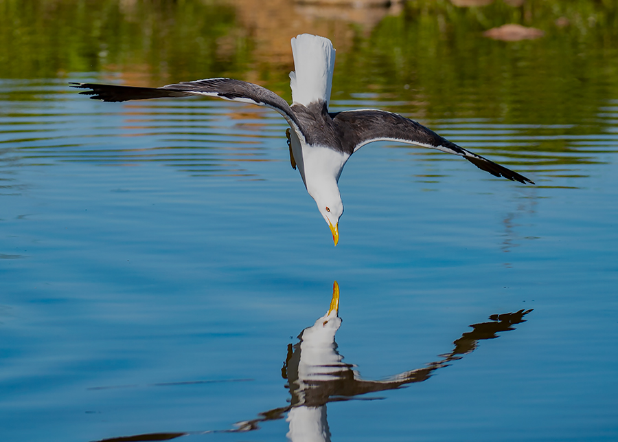Lesser Black Backed Gull By Jorma Kärkkäinen (Finland)