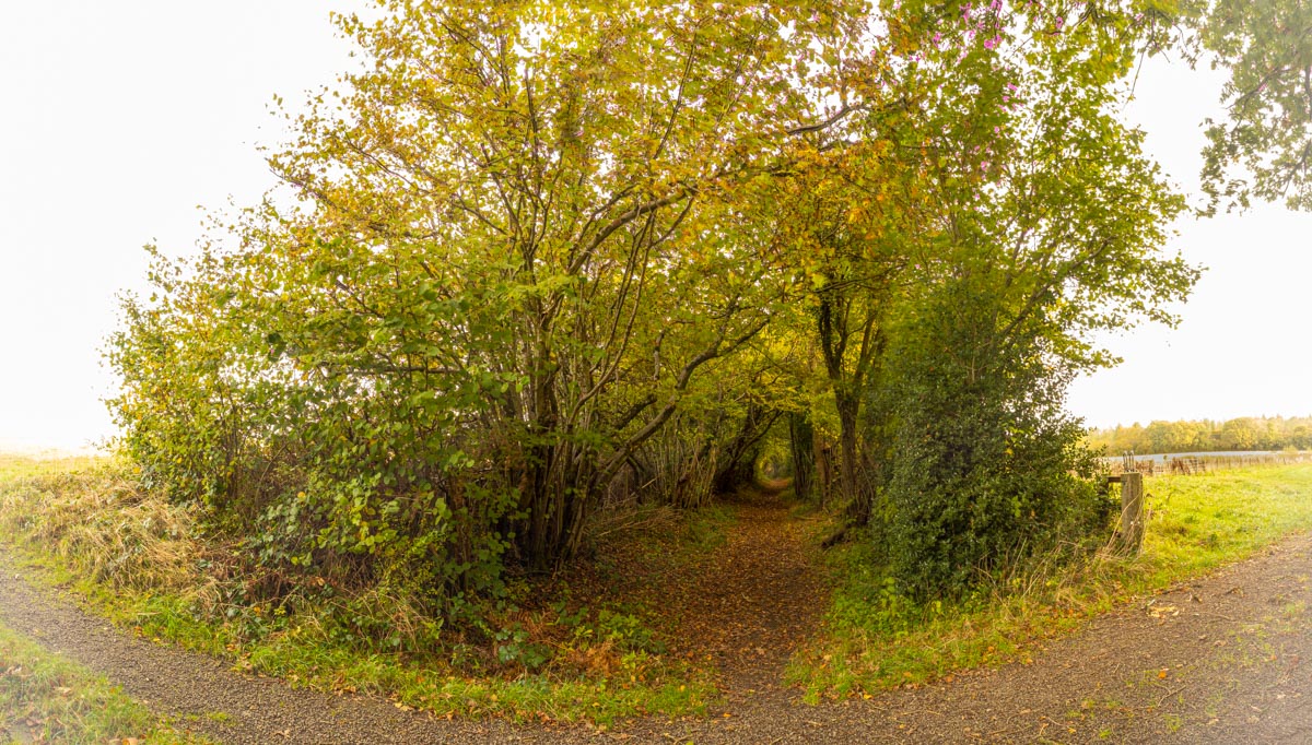 2 Tree Tunnel