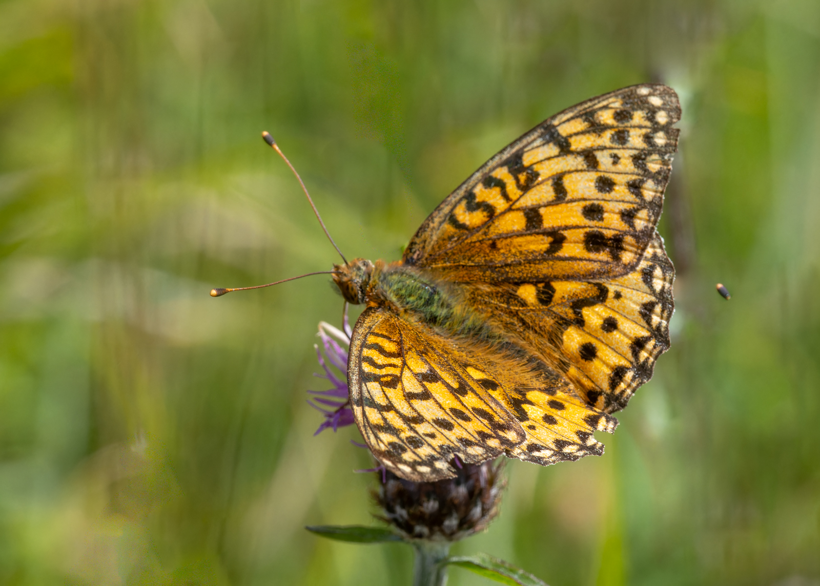 Dark Green Fritillary By Ann Miles