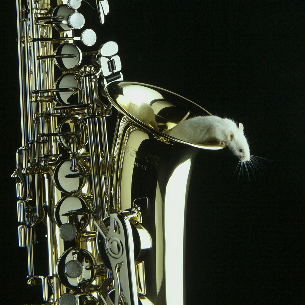 Saxaphone Resize