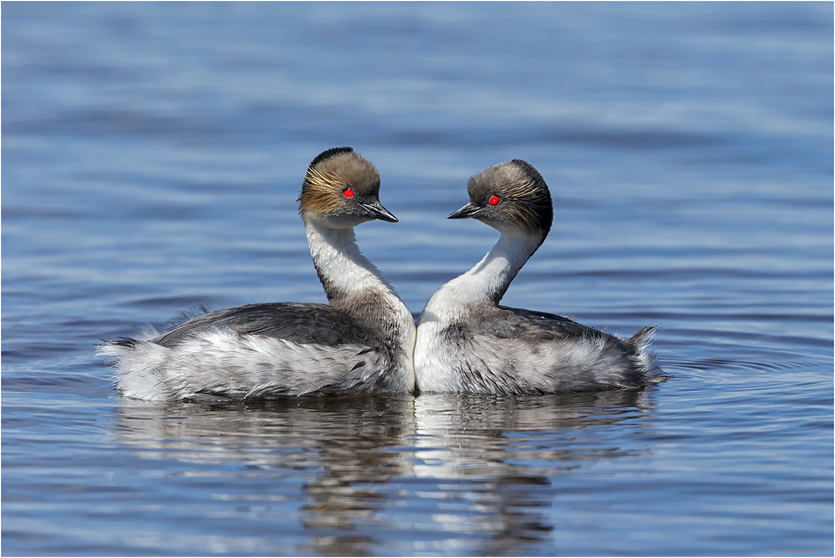 Silvery Grebe Pair