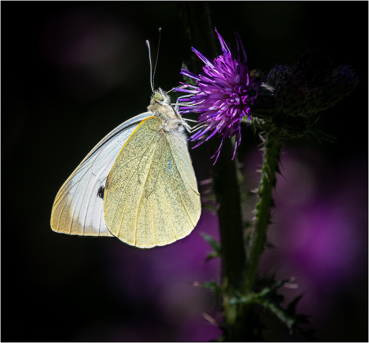 Large White By Matt Clarke
