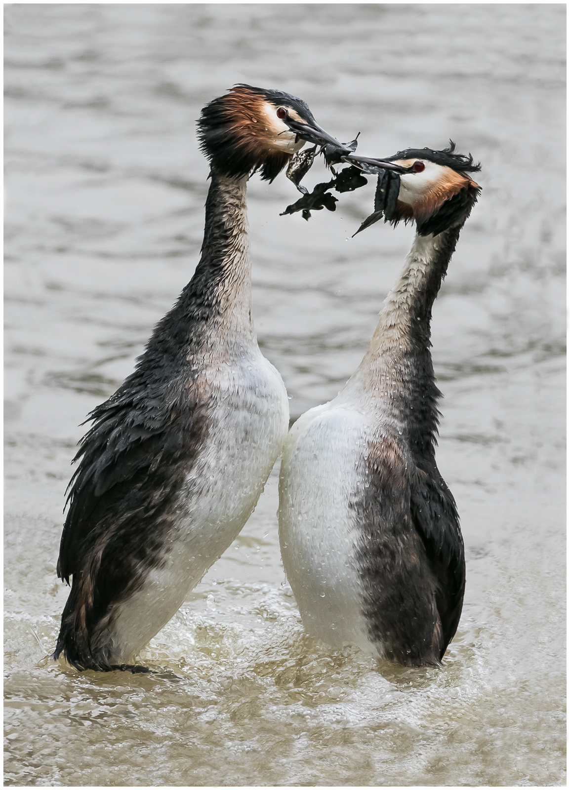 4 Grebes Weed Presentation