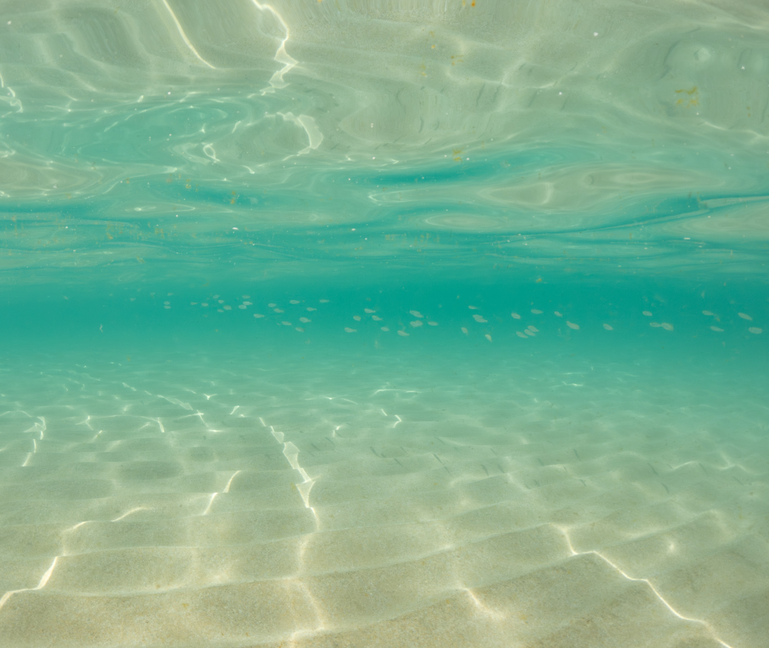 Shoal Dimitrios Theodorakis