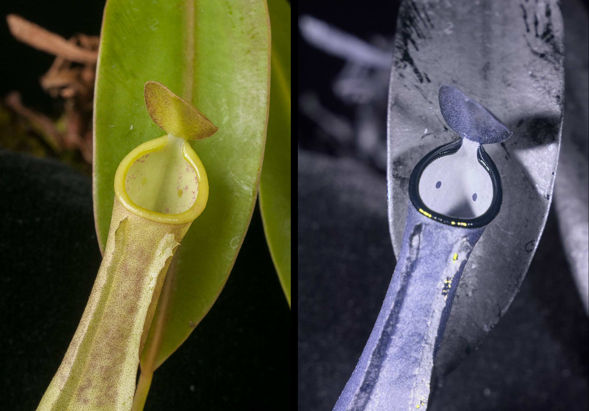 3. Nepenthes Visible And UV