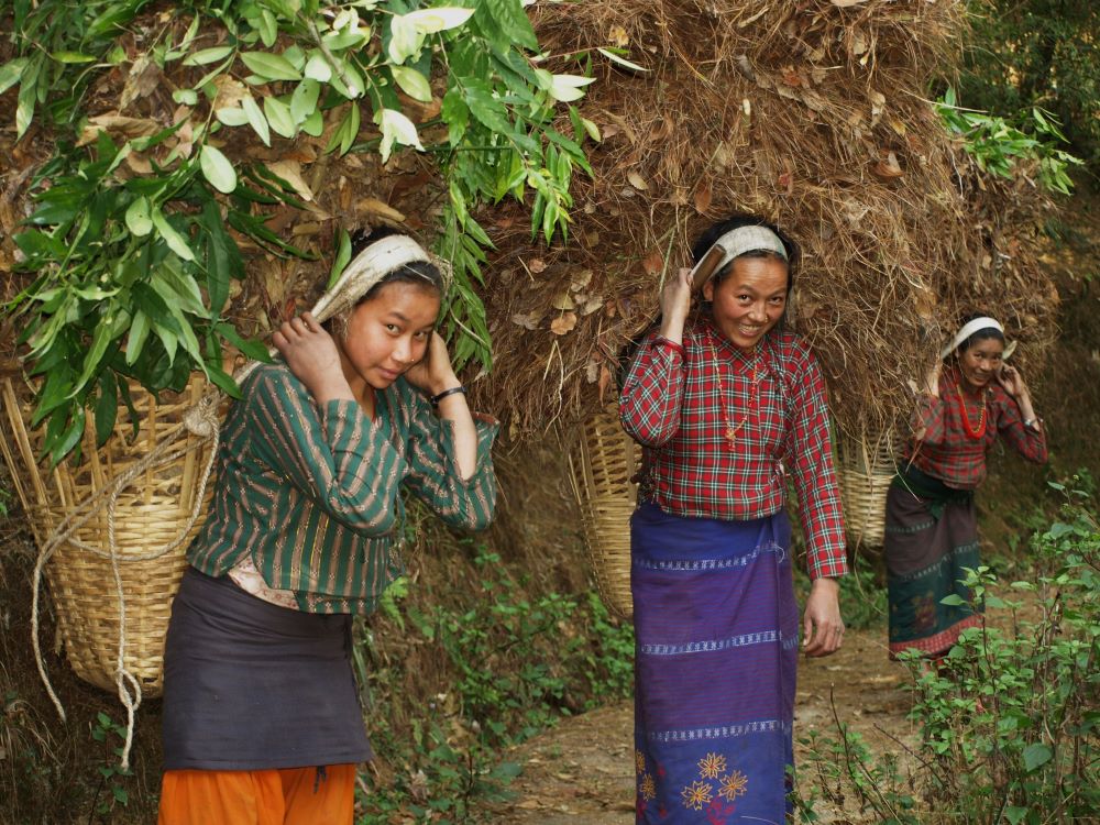 Gathering Fodder For Family Livestock, Nepal by Mike Whittle