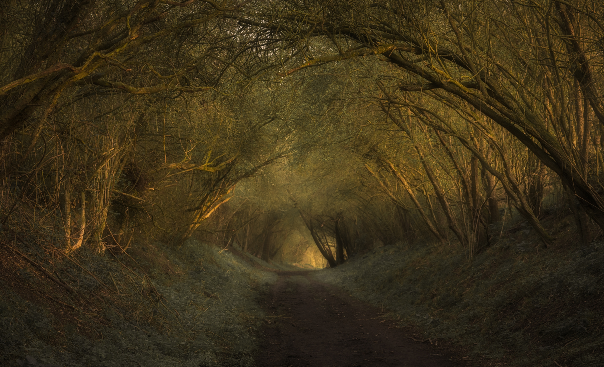 The Old Abandoned Railway by John McDowall