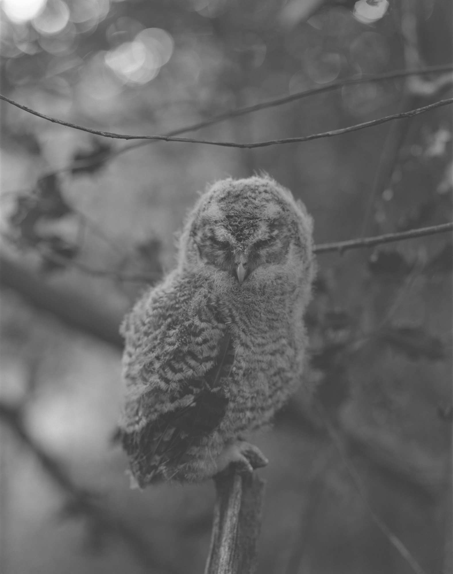 Tawny Owlet Braching (Strix Aluco)