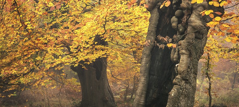 Beech woodland, autumn