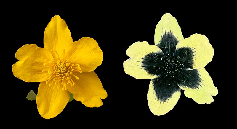 2. Marsh Marigold Visible And UV