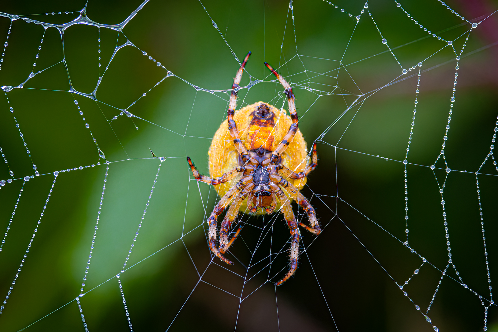 20. Lair of the Orb Weaver by Roger Stewart LRPS