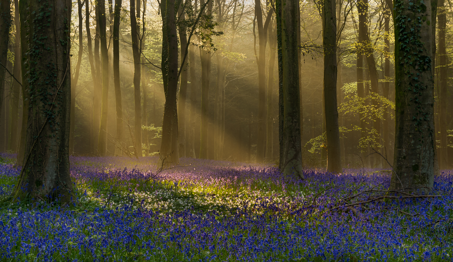 1st Place Light Through The Beech Trees By Richard Inwood