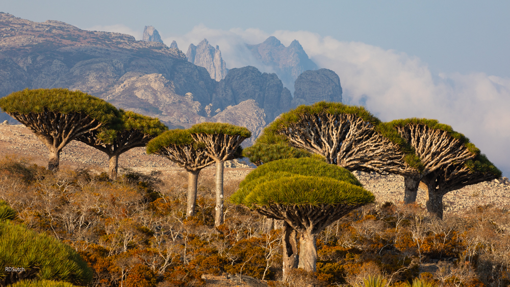 Dragon Blood Trees, Firmihin Forest, Socotra by David Sutch