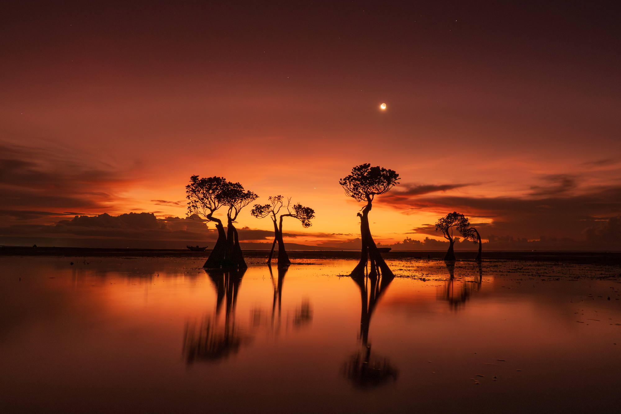 1st Place – Dancing Trees by Linda Sanders