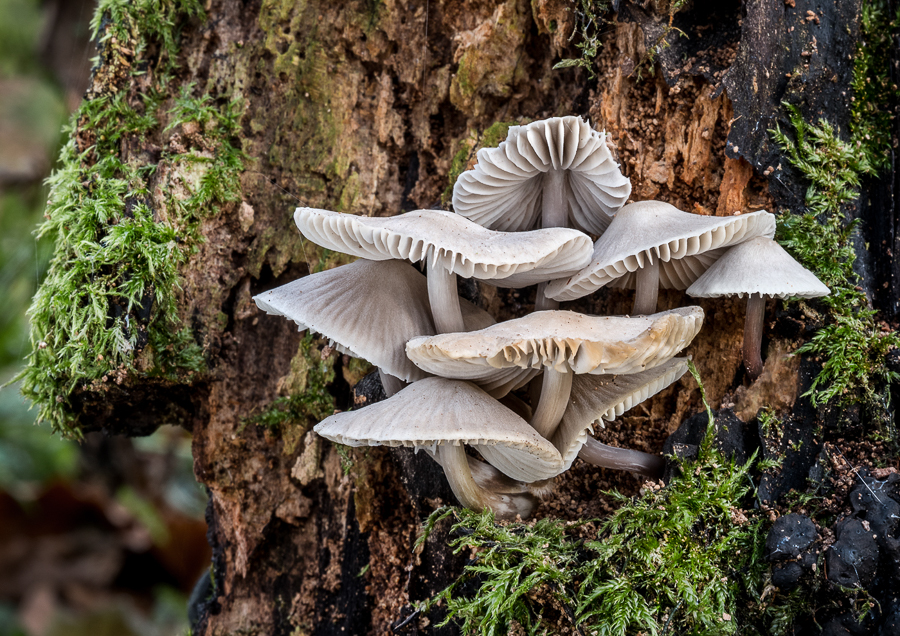 11 Mycena Galericulata Common Bonnet