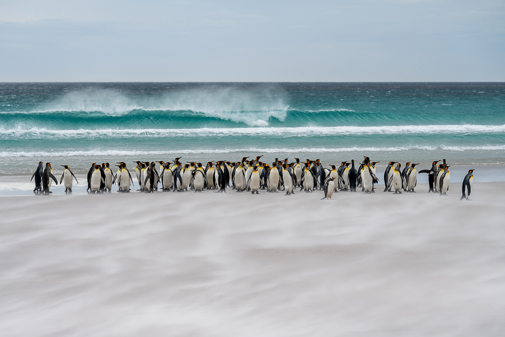 King Penguins Falkland Islands by Thomas Andy Branson