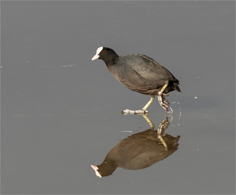 4. Coot P2015826