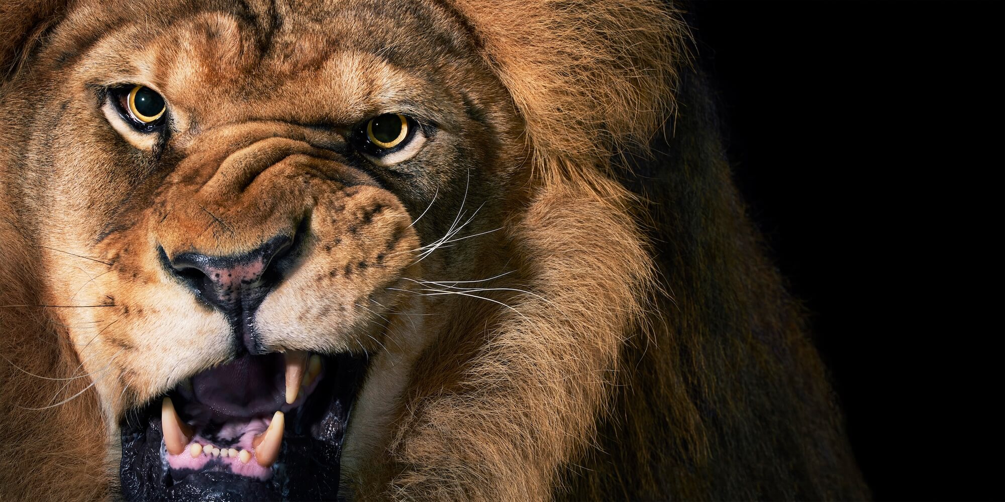 01 Lion Snarling 2000Pxh 72 Dpi