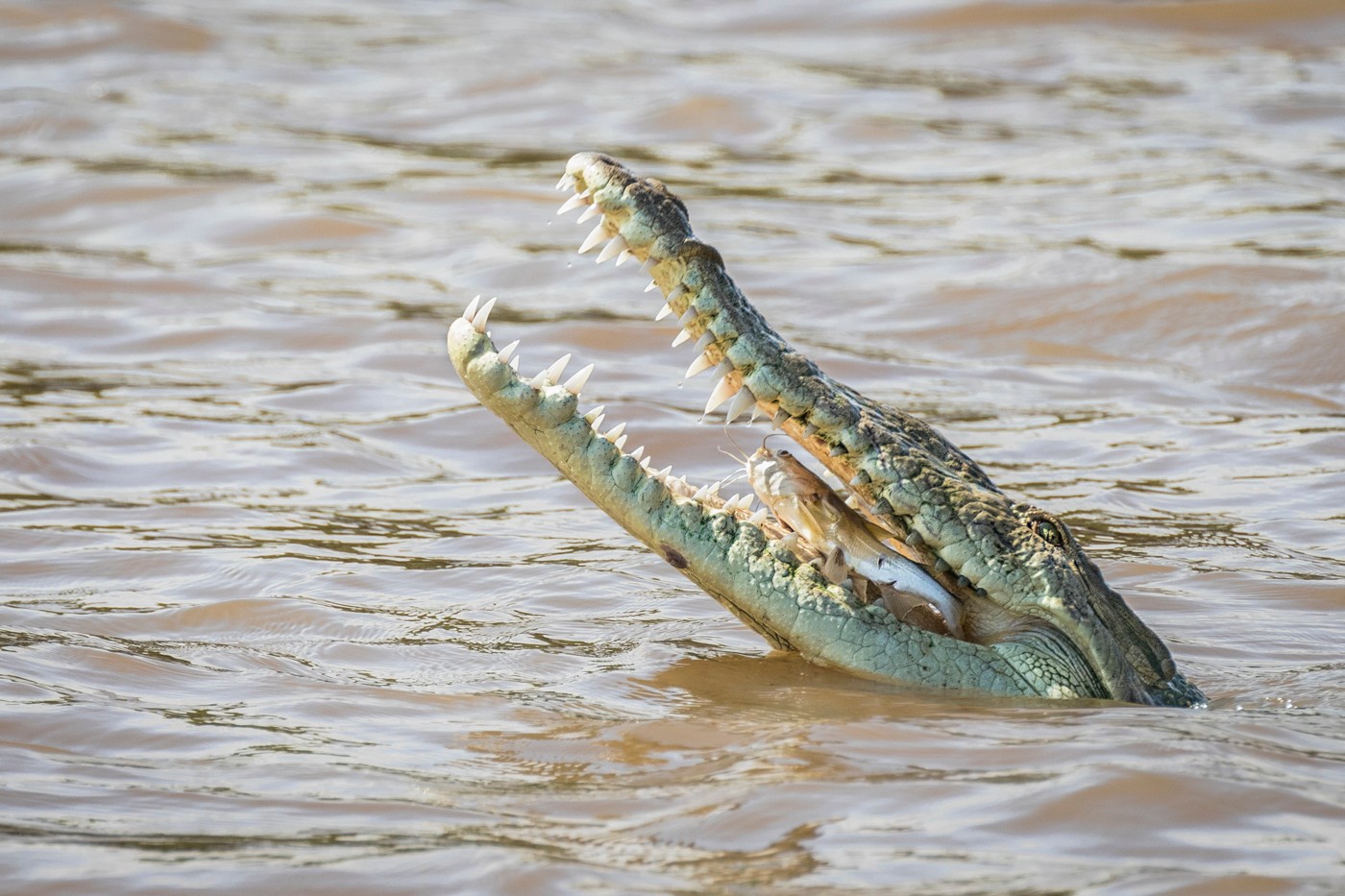 9. American Crocodile With Catfish