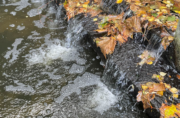 Sue Goldberg TWT Photo 4