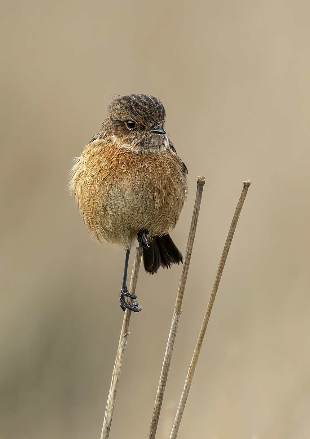 Ian Mitchell Female Stonechat