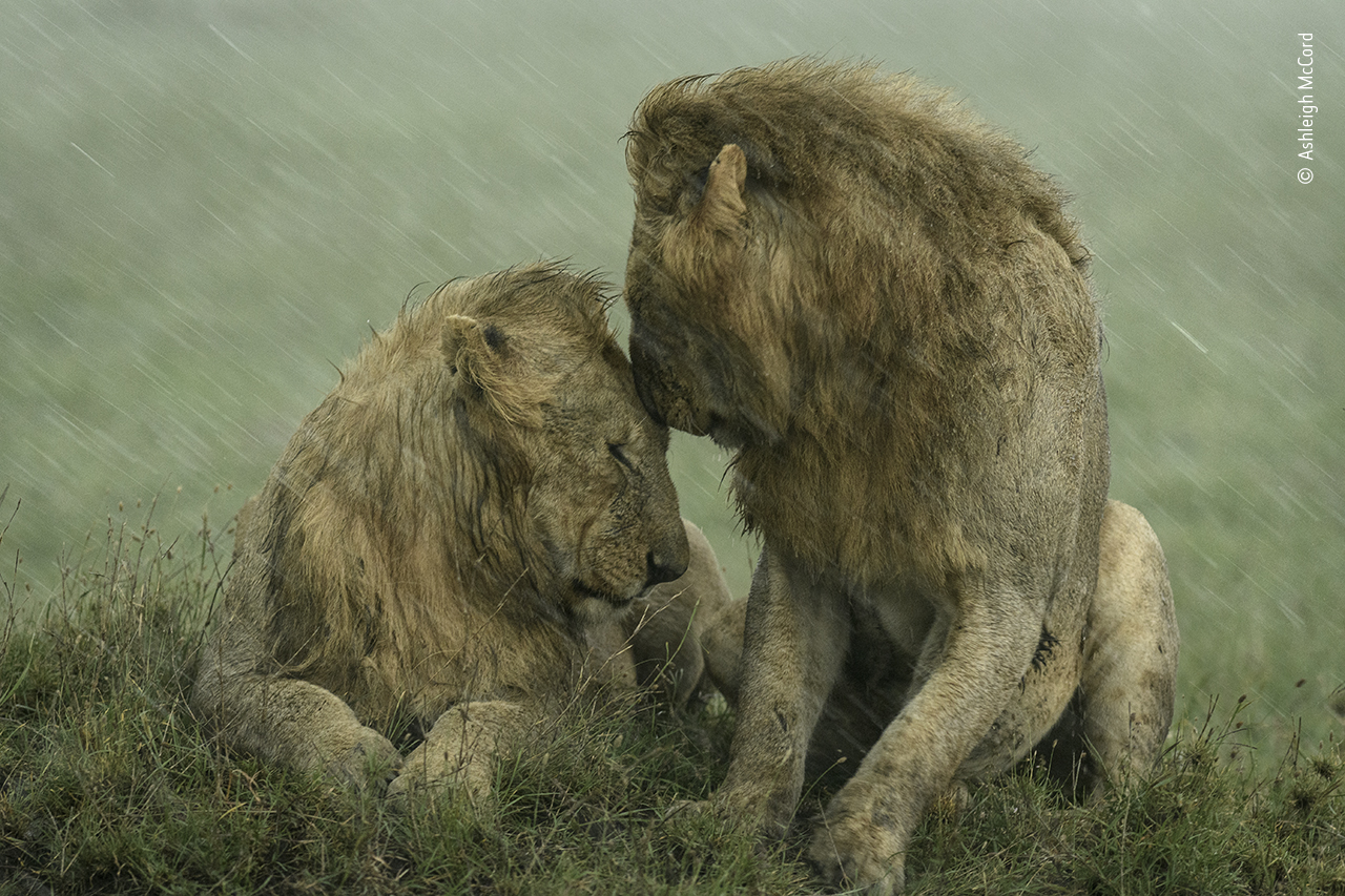 ©Ashleigh Mccord, Wildlife Photographer Of The Year