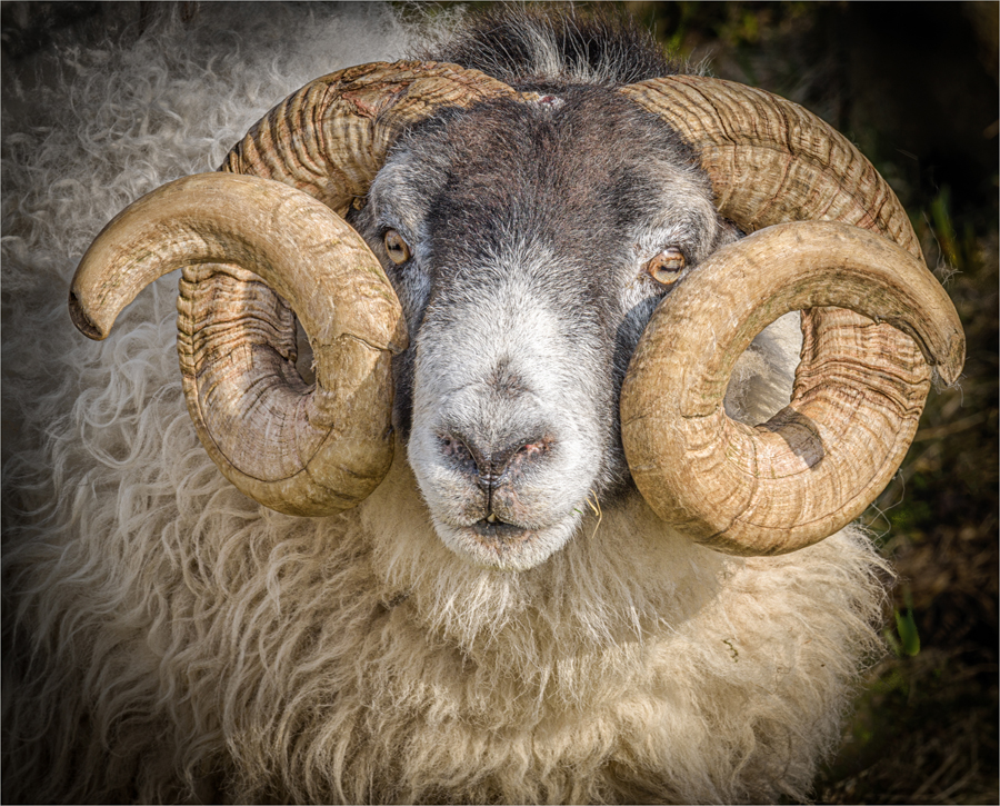 Hebridean Sheep