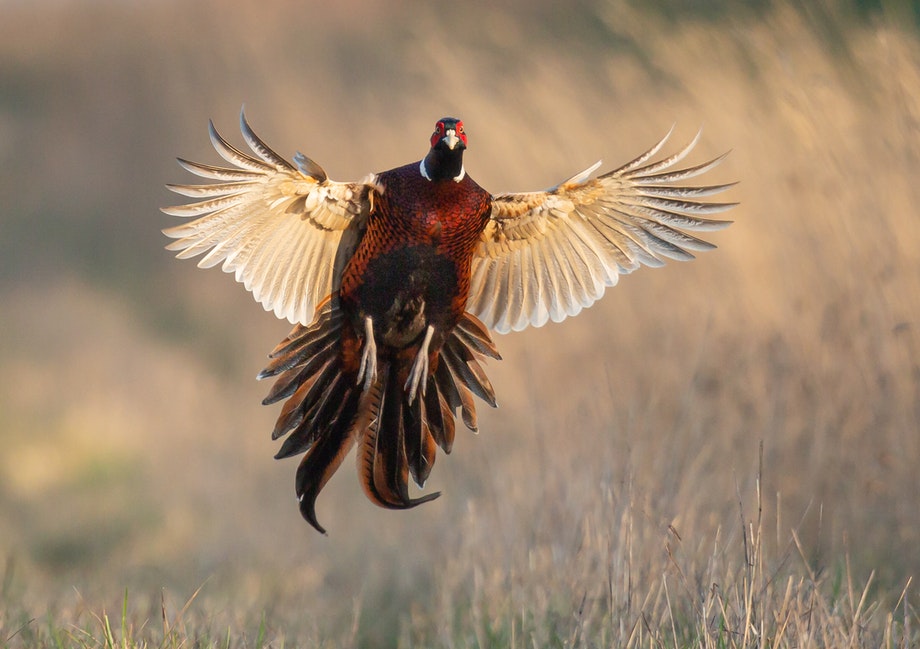 Wildlife Patrick Hudgell 1