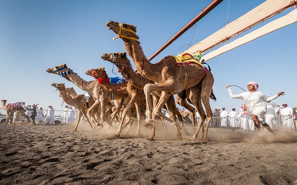 Camel Race 1