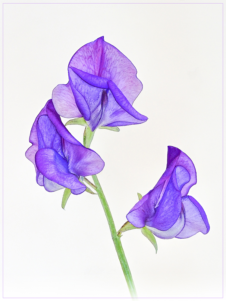 Sweetpea Jenni Cheesman LRPS