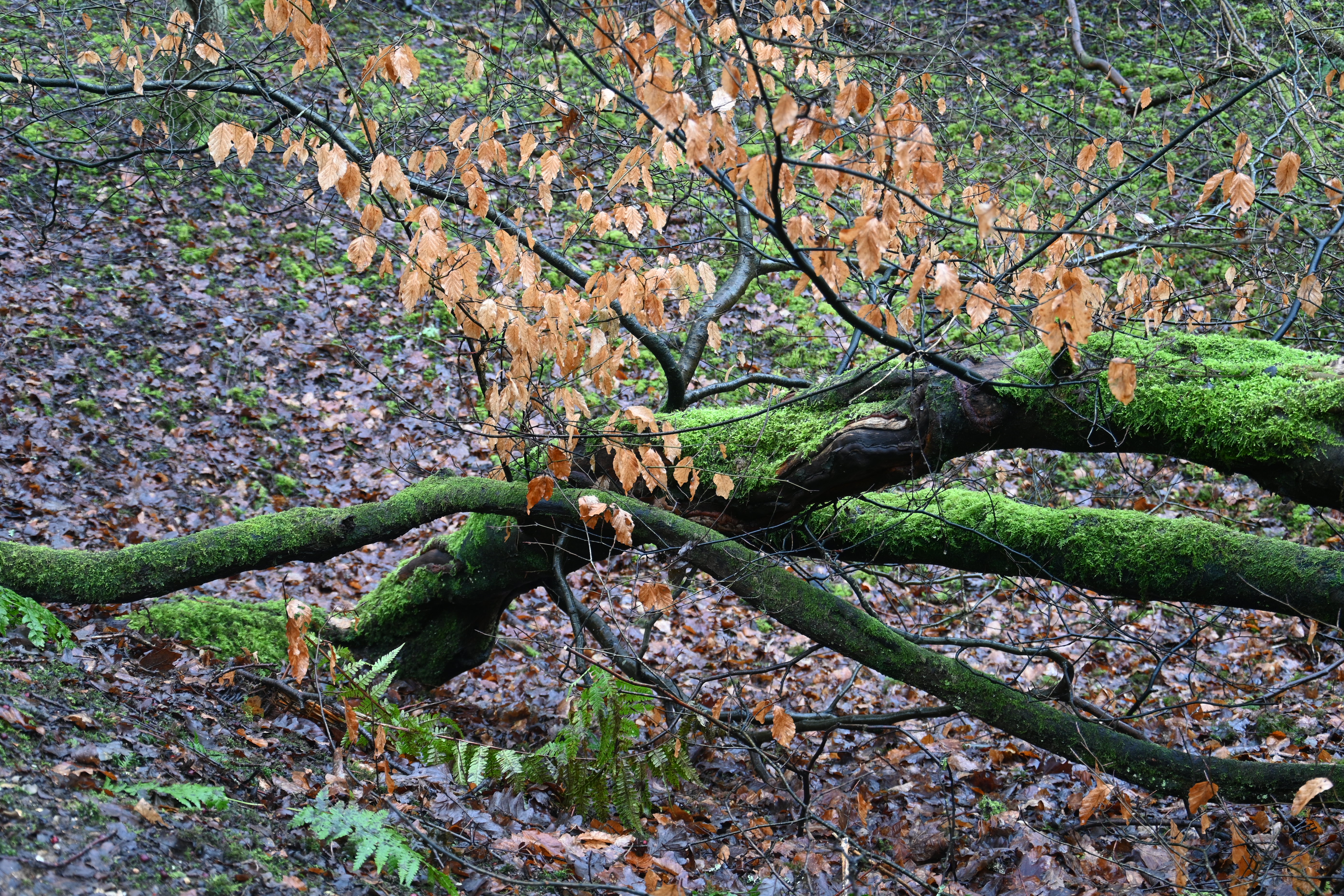 Moss And Leaves © Mike Walker