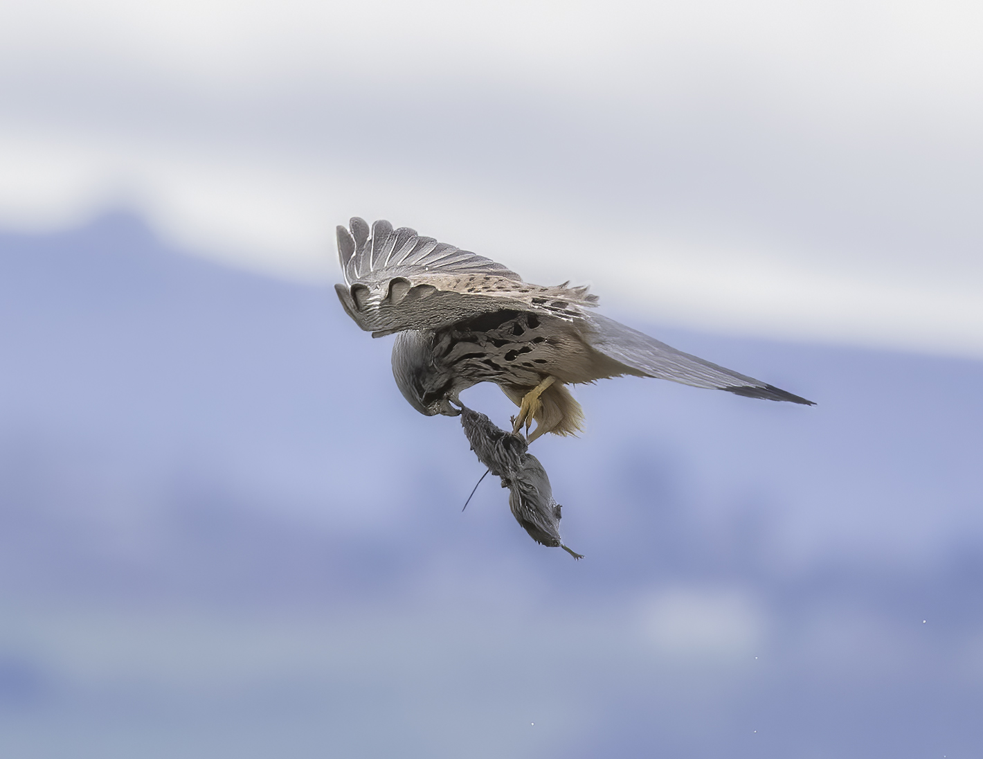 Bruce Kendrick Kestrel With Prey Copy