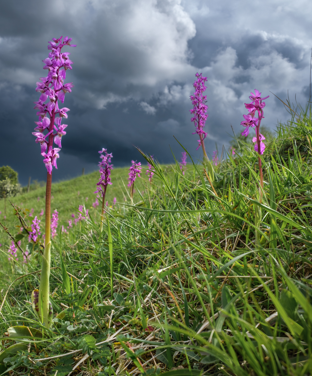 Green Winged Orchids By Ann Miles