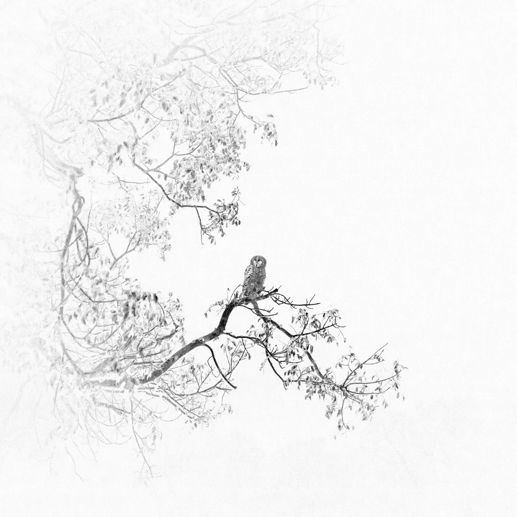 'Owl' From The Series Afterimages By Itmar Freed
