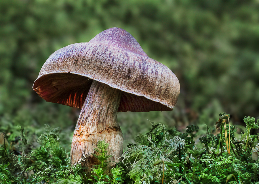 01 Cortinarius Varicolor Webcap