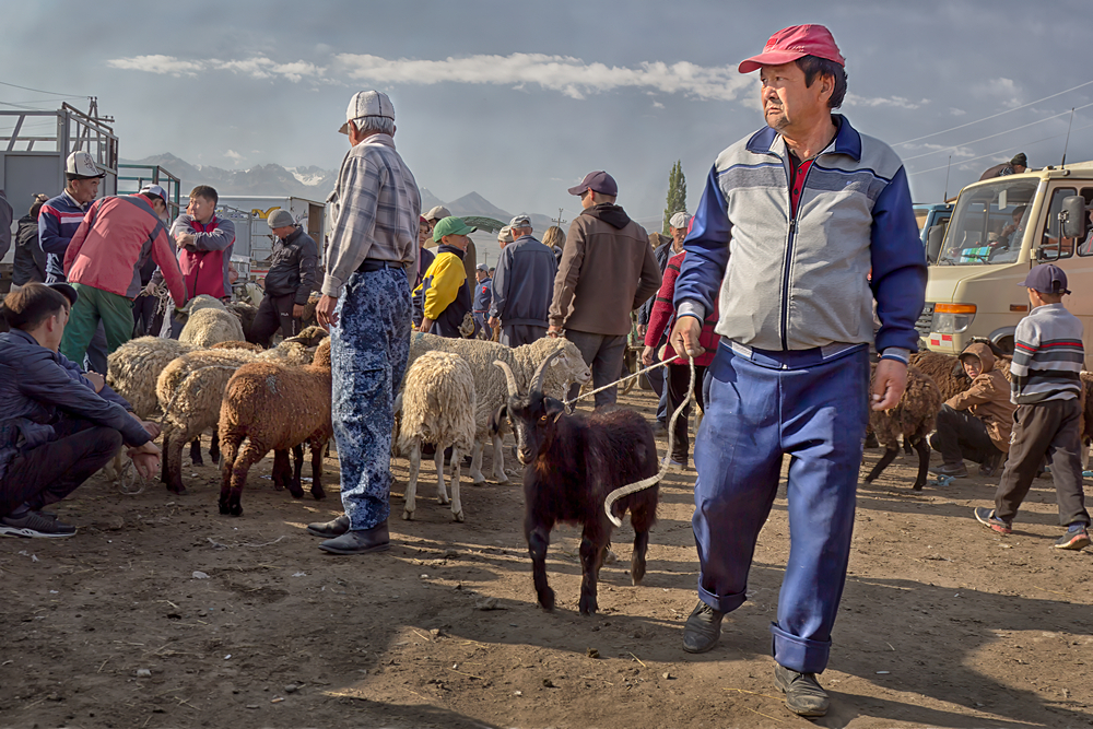 Goat On A Rope Karakol Kyrgyzstan by Rob Morgan