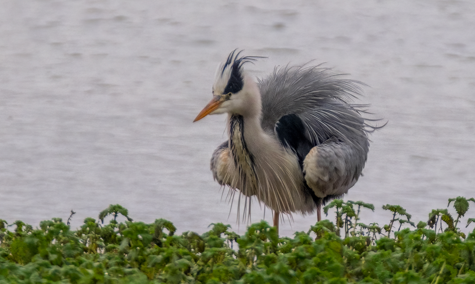 Summer Leys Water Birds06