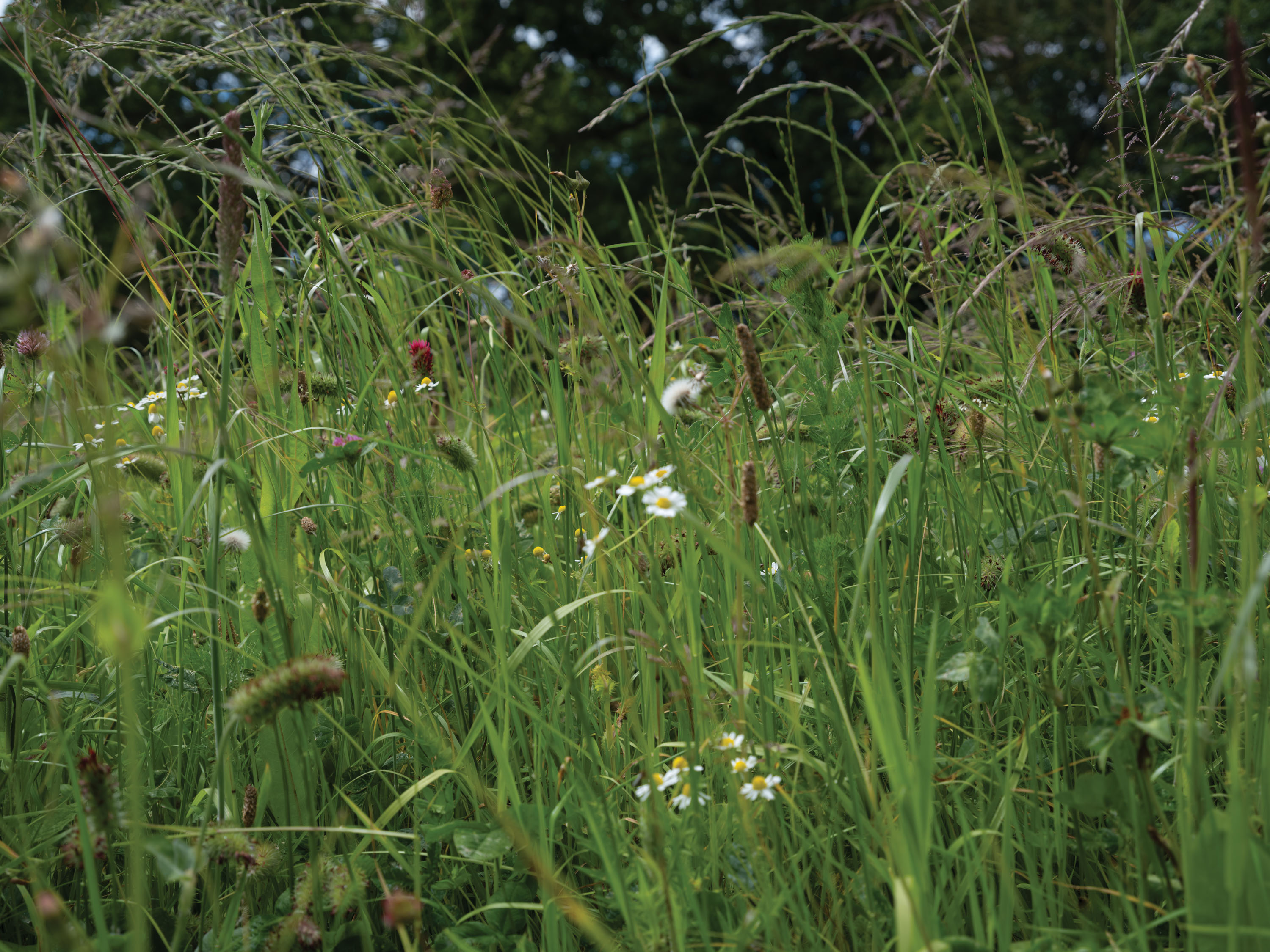 Lúa Ribeira_Bread Making at Gothelney Farm