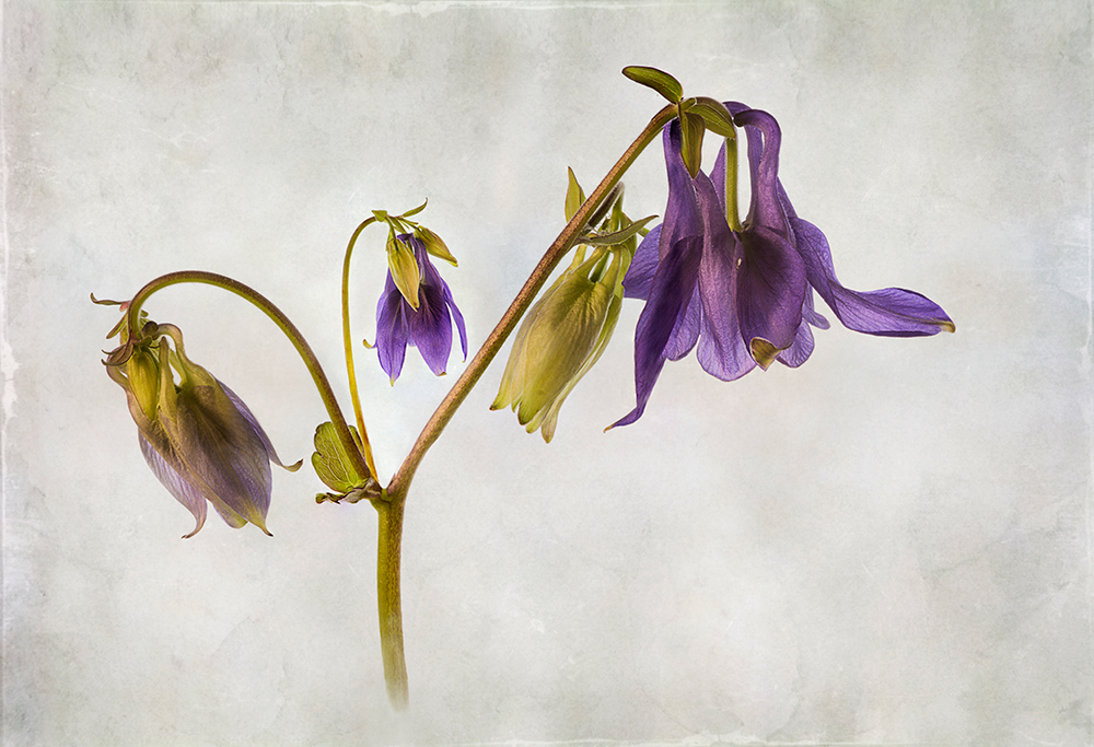 Columbine Janet Downes