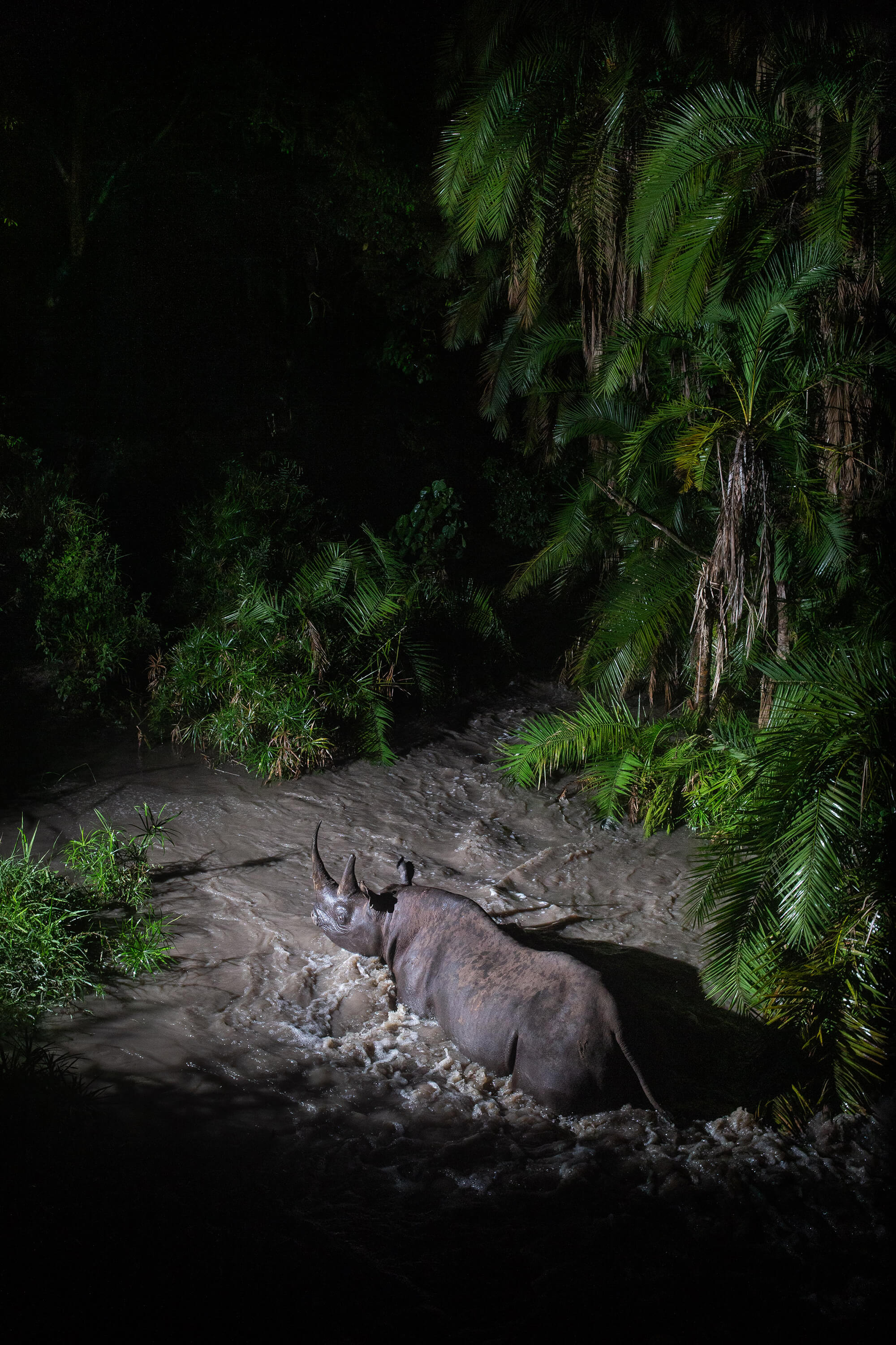 3. Rhino3