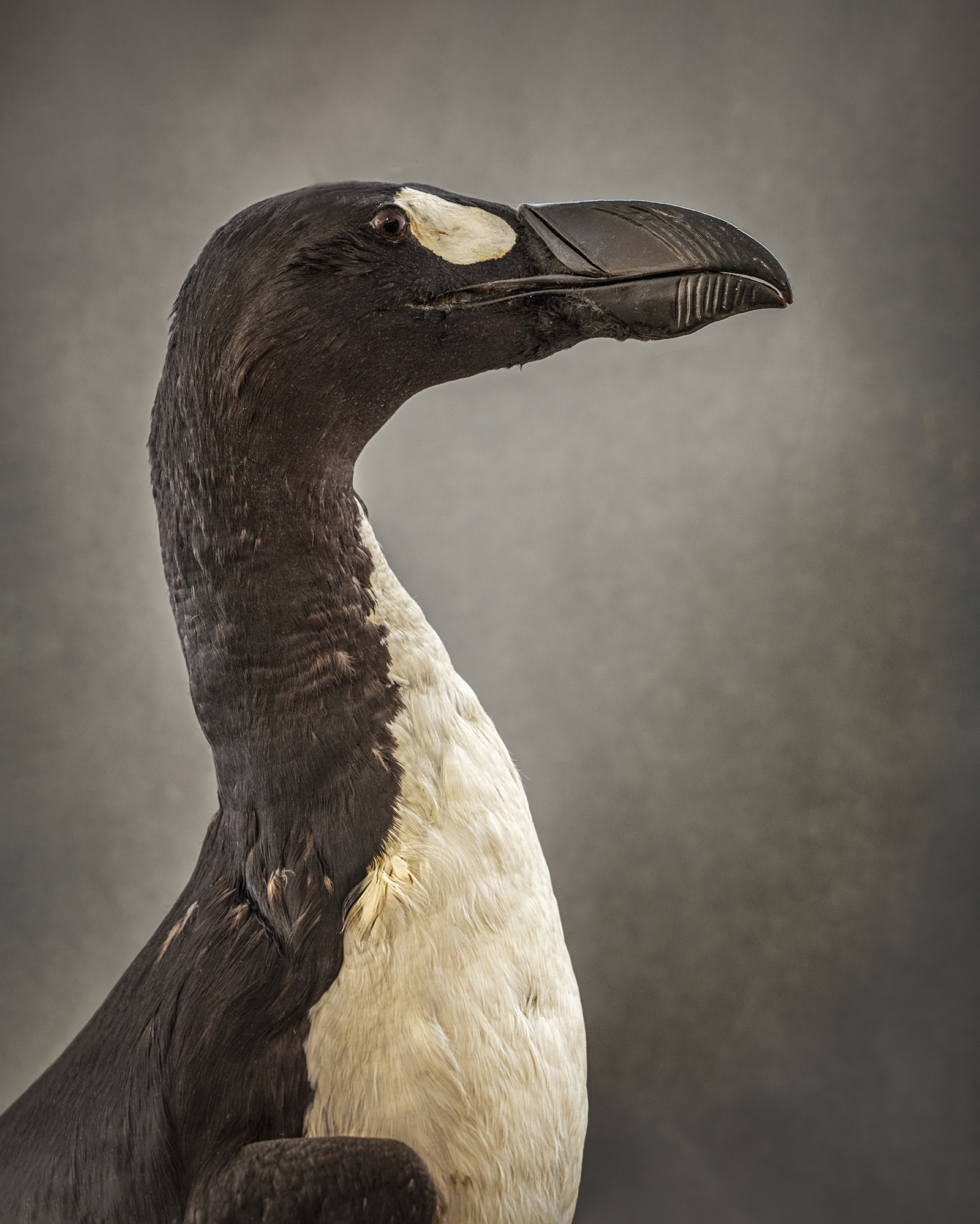 12 Great Auk ©Christine Fitzgerald