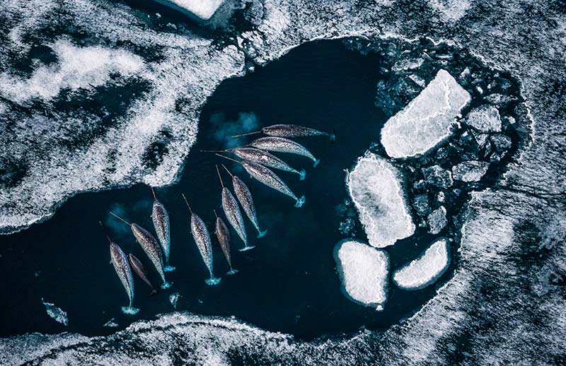 From Human Nature Planet Earth In Our Time By Blackwell & Ruth Image Copyright Paul Nicklen