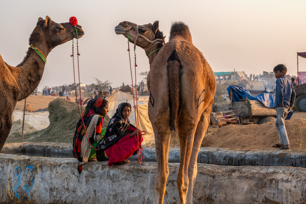 Pushkar Camel Festival, India by Jo Court