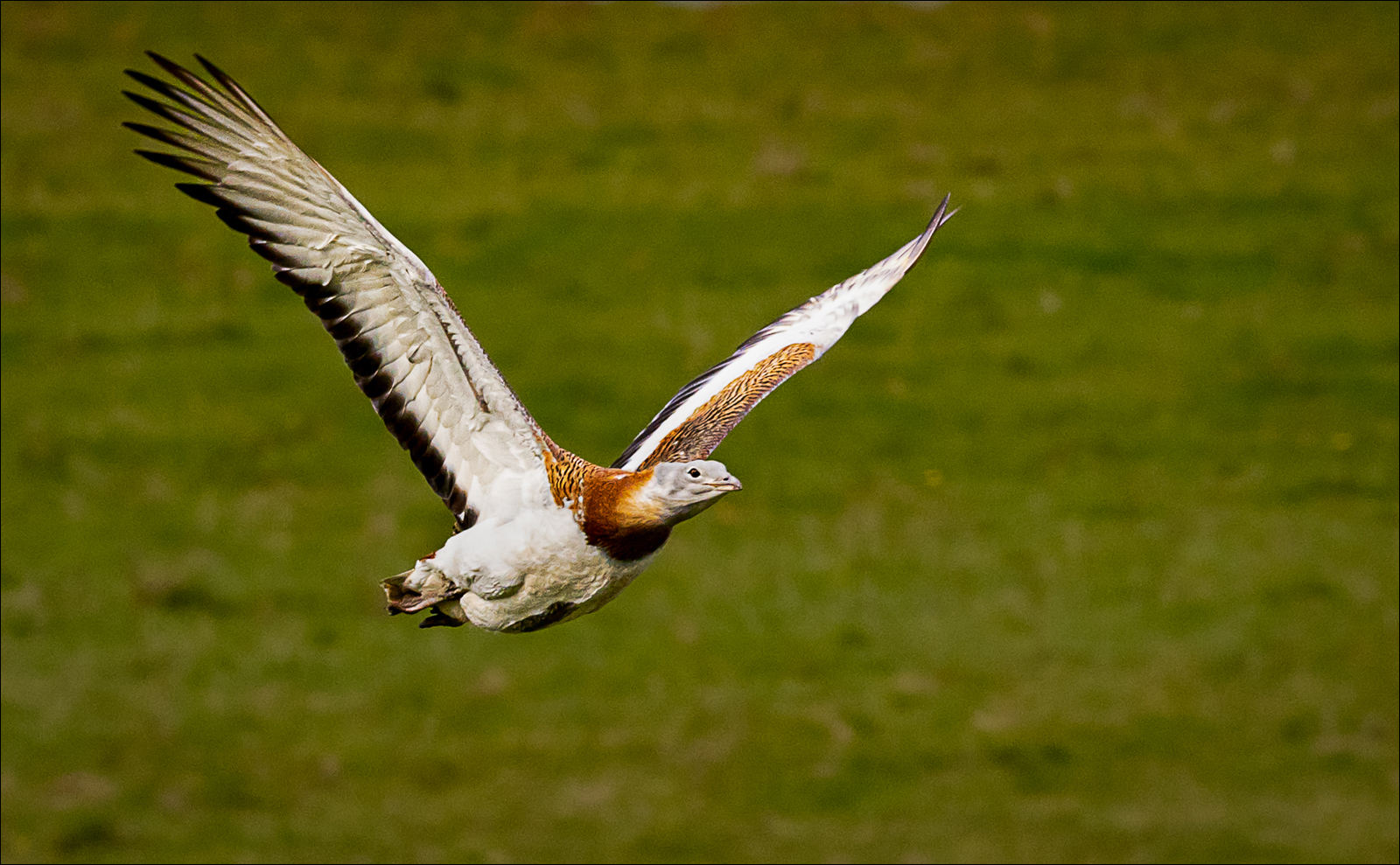 Great Bustard In Flight By Jeff Steady ARPS