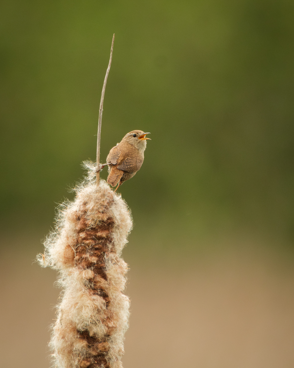 Singing Wren (Liz Kenny)