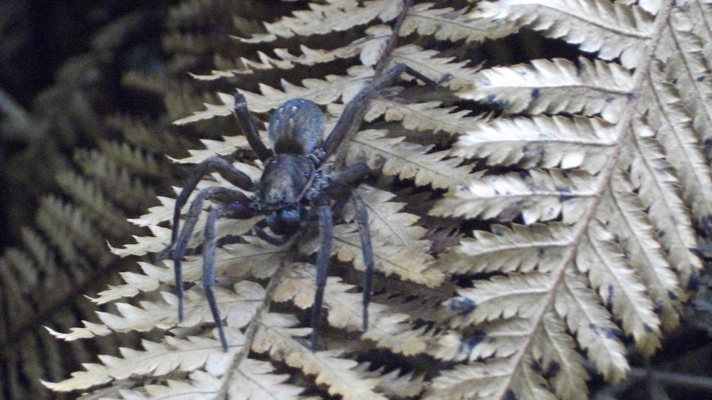 Spider On Fern