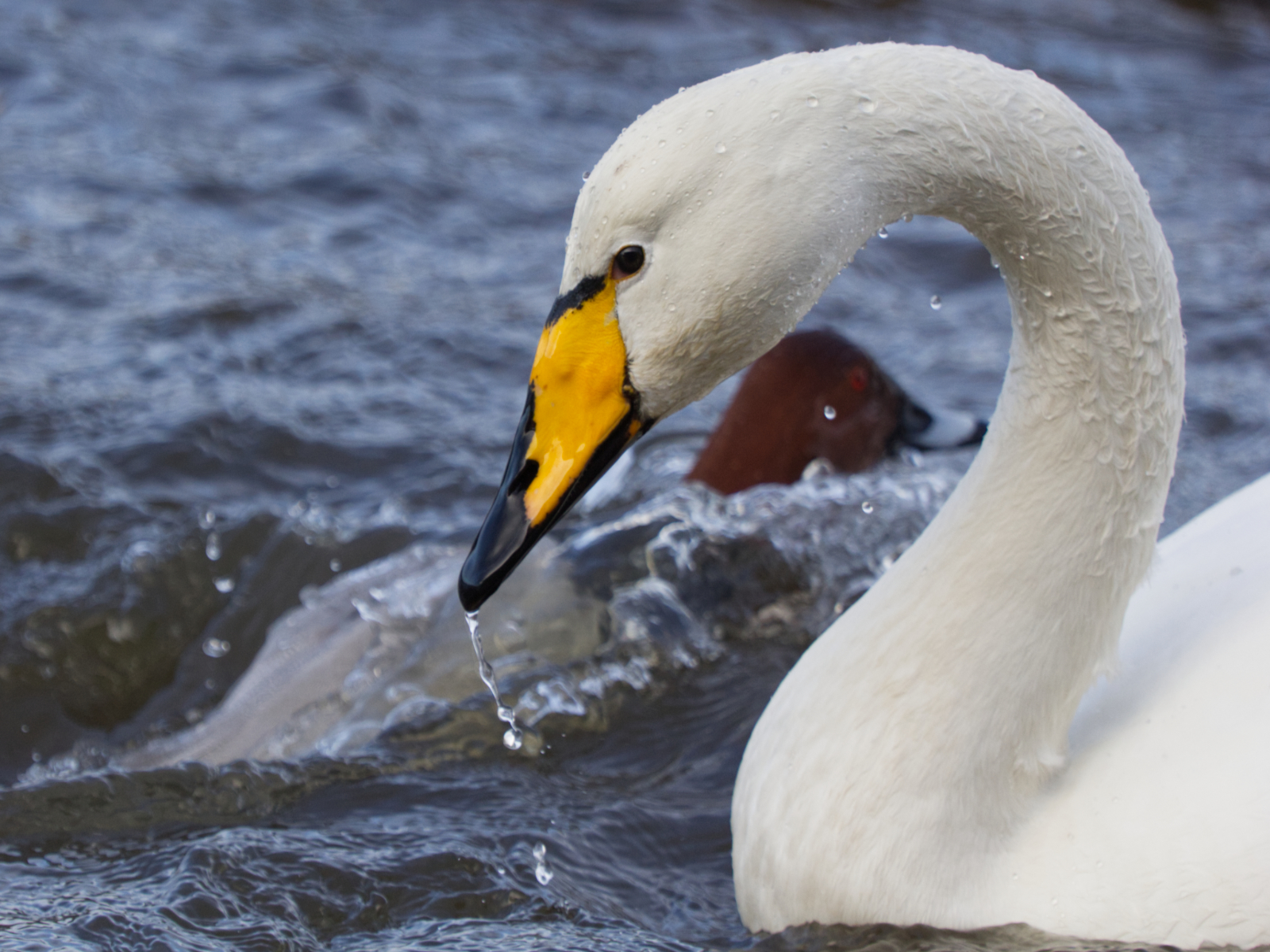 Whooper Your Going The Wrong Way By Jane Osborne