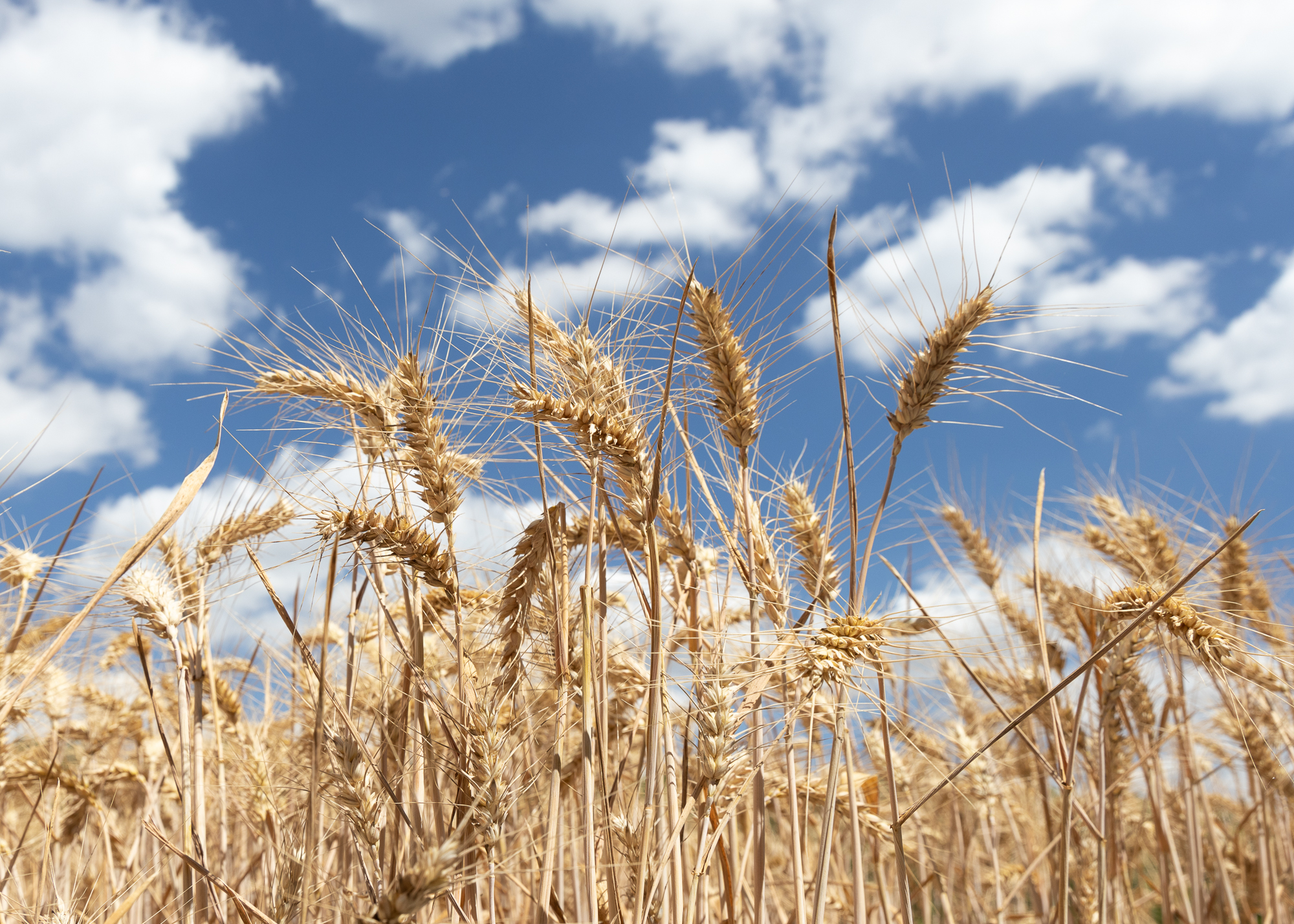 4 Harvest By Karen Brickley